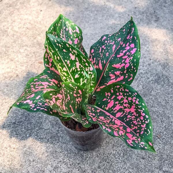 Aglaonema PINK DALMATIAN