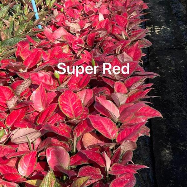 Aglaonema SUPER RED