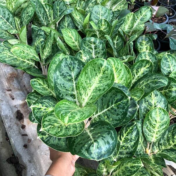 Aglaonema GREEN PAPUMA