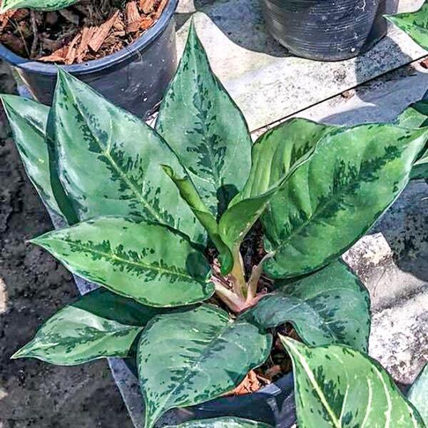 Aglaonema LUCKY ARMY