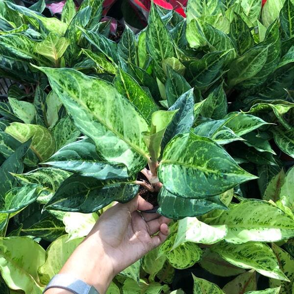 Aglaonema LUCKY GREEN
