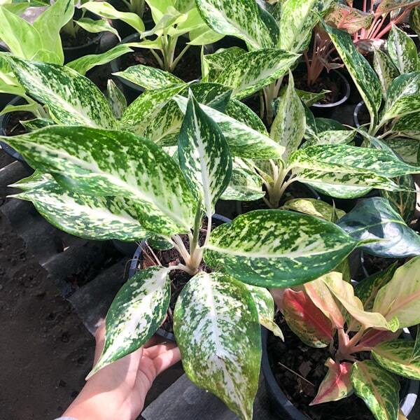 Aglaonema PHET SOMBAT WHITE