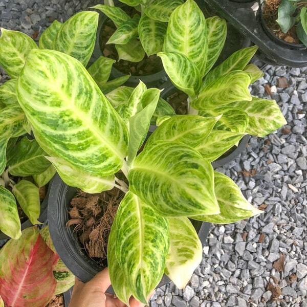 Aglaonema CHORN NGERN (SILVER SPOON)