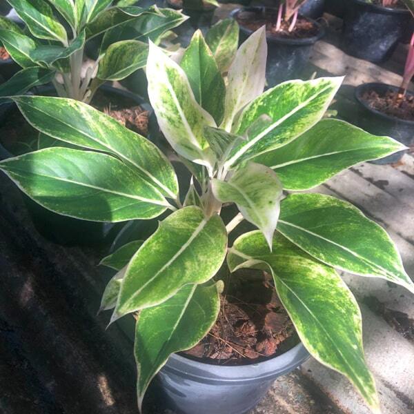 Aglaonema WHITE AURORA