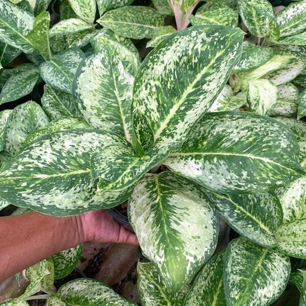 Aglaonema WHITE ROSE