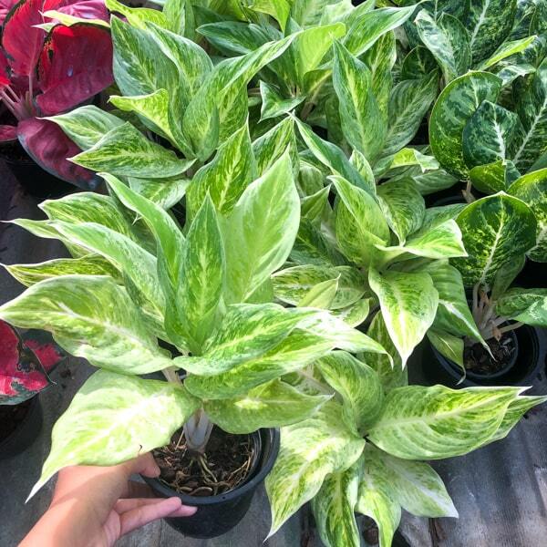 Aglaonema GALAXY STAR