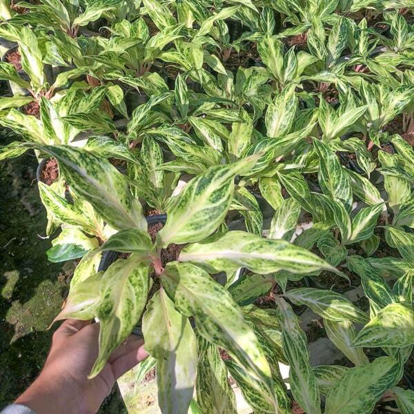 Aglaonema WHITE PANAMA