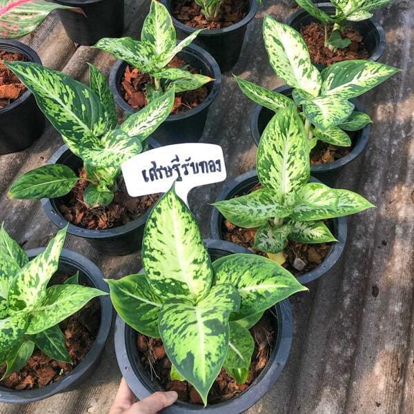 Dieffenbachia SEDTHEE RAB THONG