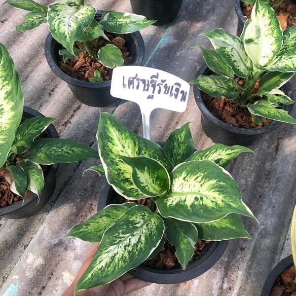 Dieffenbachia SEDTHEE RAB NGERN