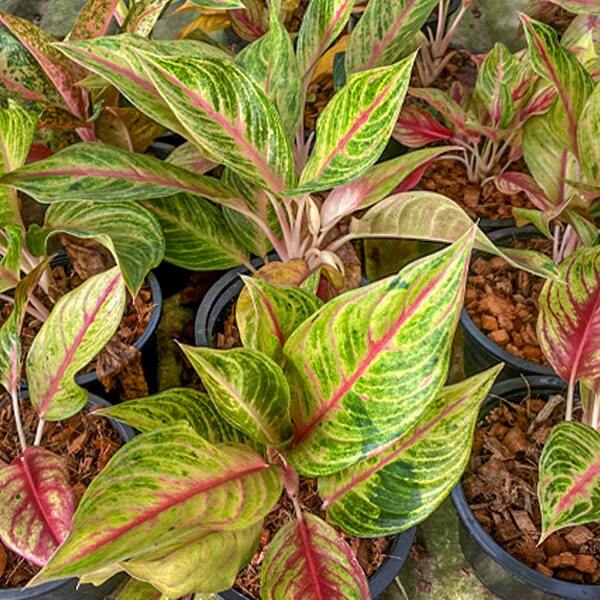 Aglaonema THONG LAIMA