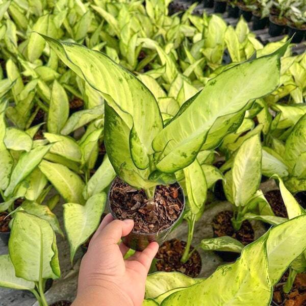 Dieffenbachia SEDTHEE PHO THONG