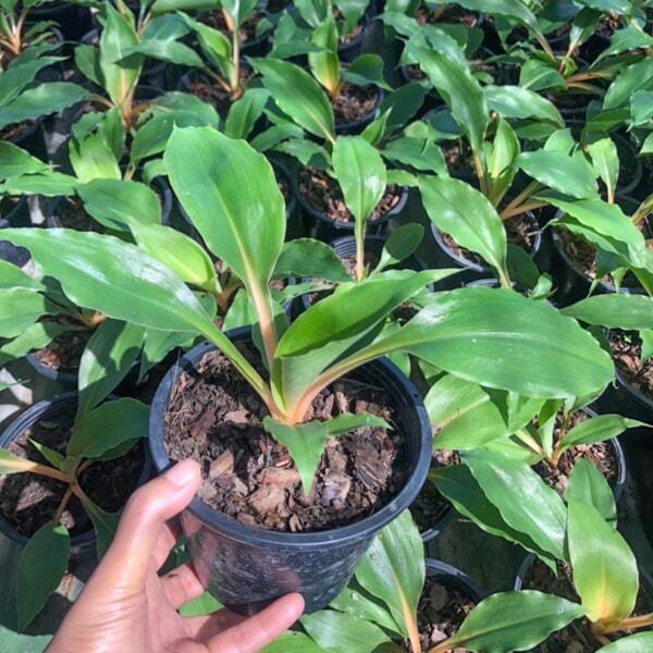Chlorophytum SEDTHEE GAN THONG (GREEN ORANGE)