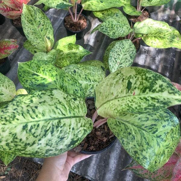 Aglaonema RUAY TANG PEE