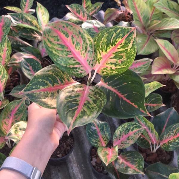Aglaonema BOXING