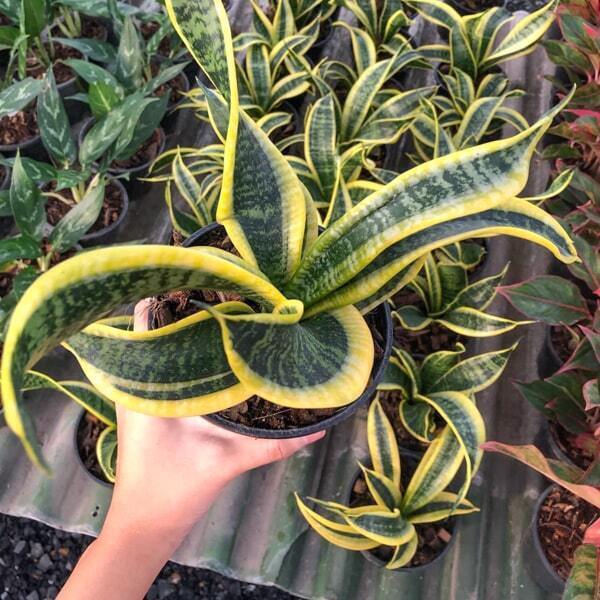 Sansevieria GLIAOW THONG