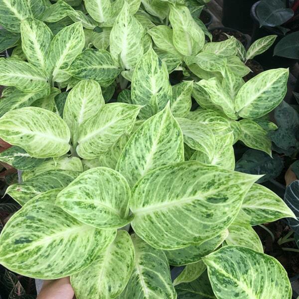 Aglaonema GULAP NGERN (SILVER ROSE)
