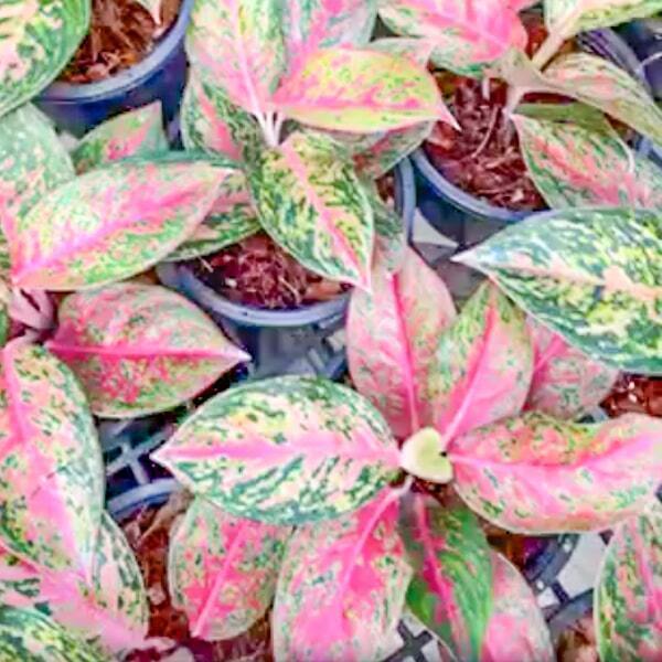 Aglaonema MEE LEOW RUAY