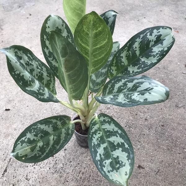 Aglaonema KLED MORAKOD