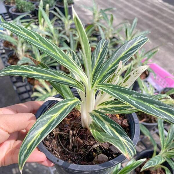 Aglaonema SEDTHEE RUANG KHAO