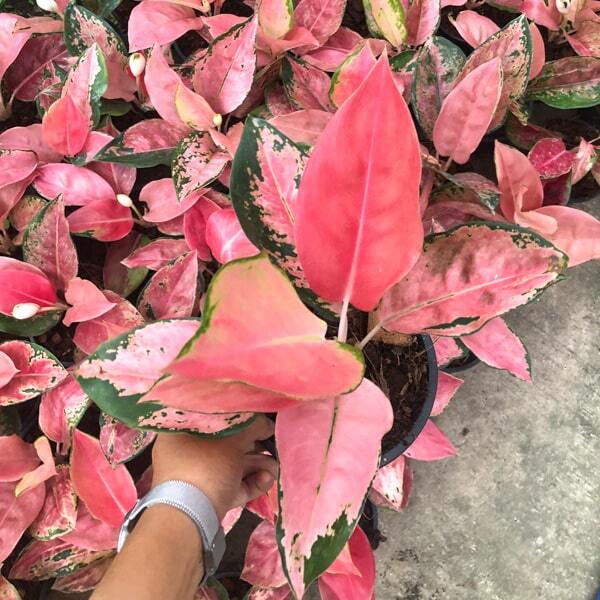 Aglaonema DIAMOND PINK