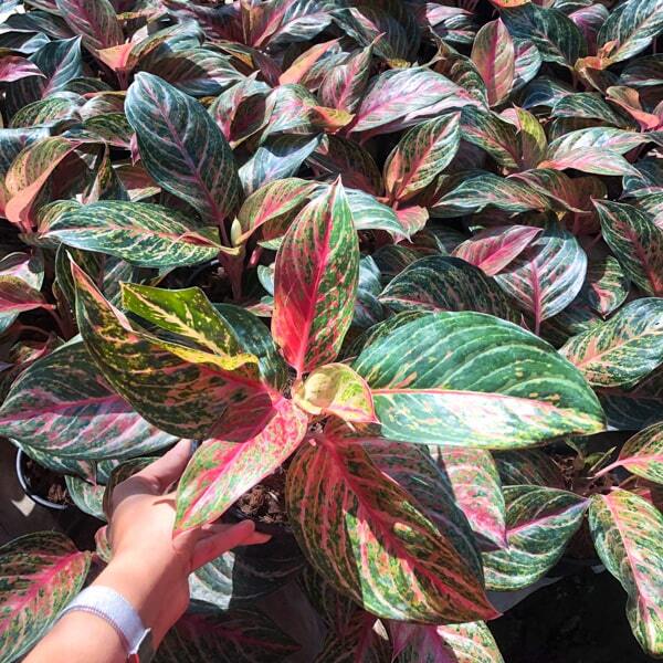 Aglaonema MISS THAILAND
