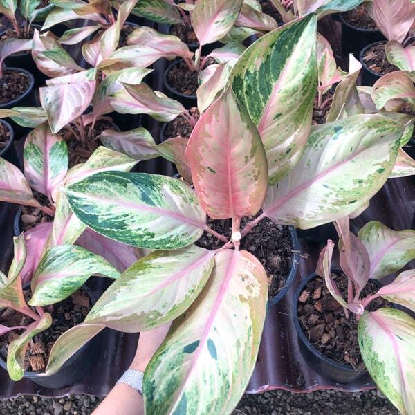 Aglaonema BAENG PHAN (ONE THOUSAND)