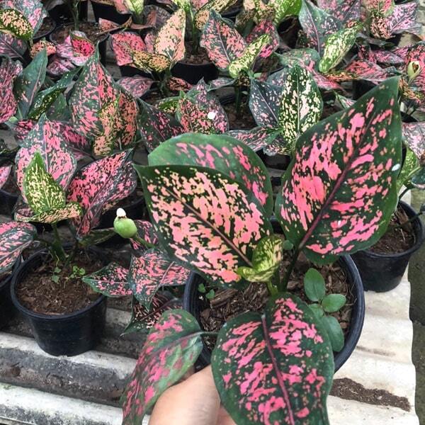 Aglaonema PINK GOLDSTAR