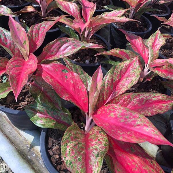 Aglaonema RED MOON