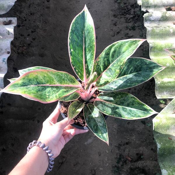 Aglaonema SEDTHEE GROBTHONG