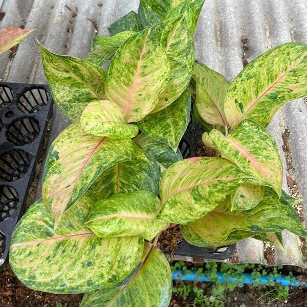 Aglaonema SKY VELVET GREEN