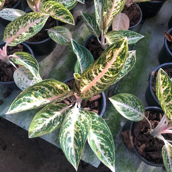 Aglaonema WHITE WIDURI