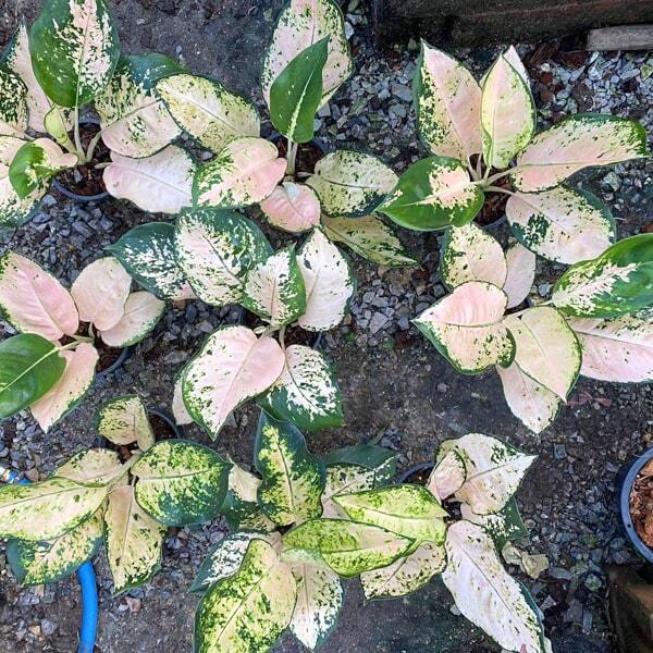 Aglaonema WHITE CHANG (WHITE COCHIN)