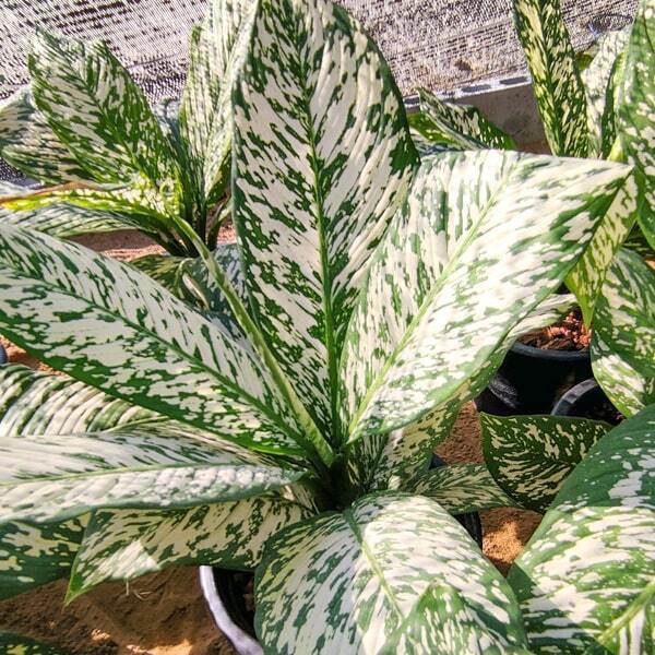 Dieffenbachia THEP MONGKOL