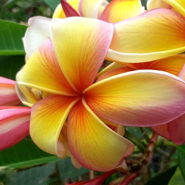 Plumeria MUI RAINBOW
