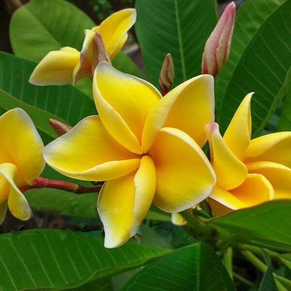Plumeria YELLOW SRMK