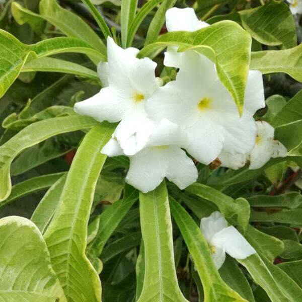 Plumeria ______ ARROW LEAF ___