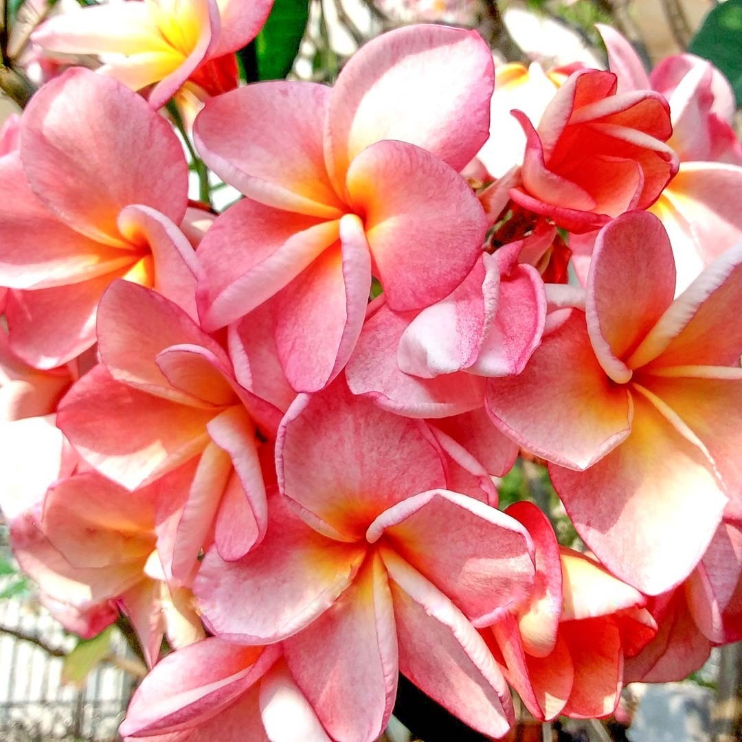 Plumeria BOON YEN