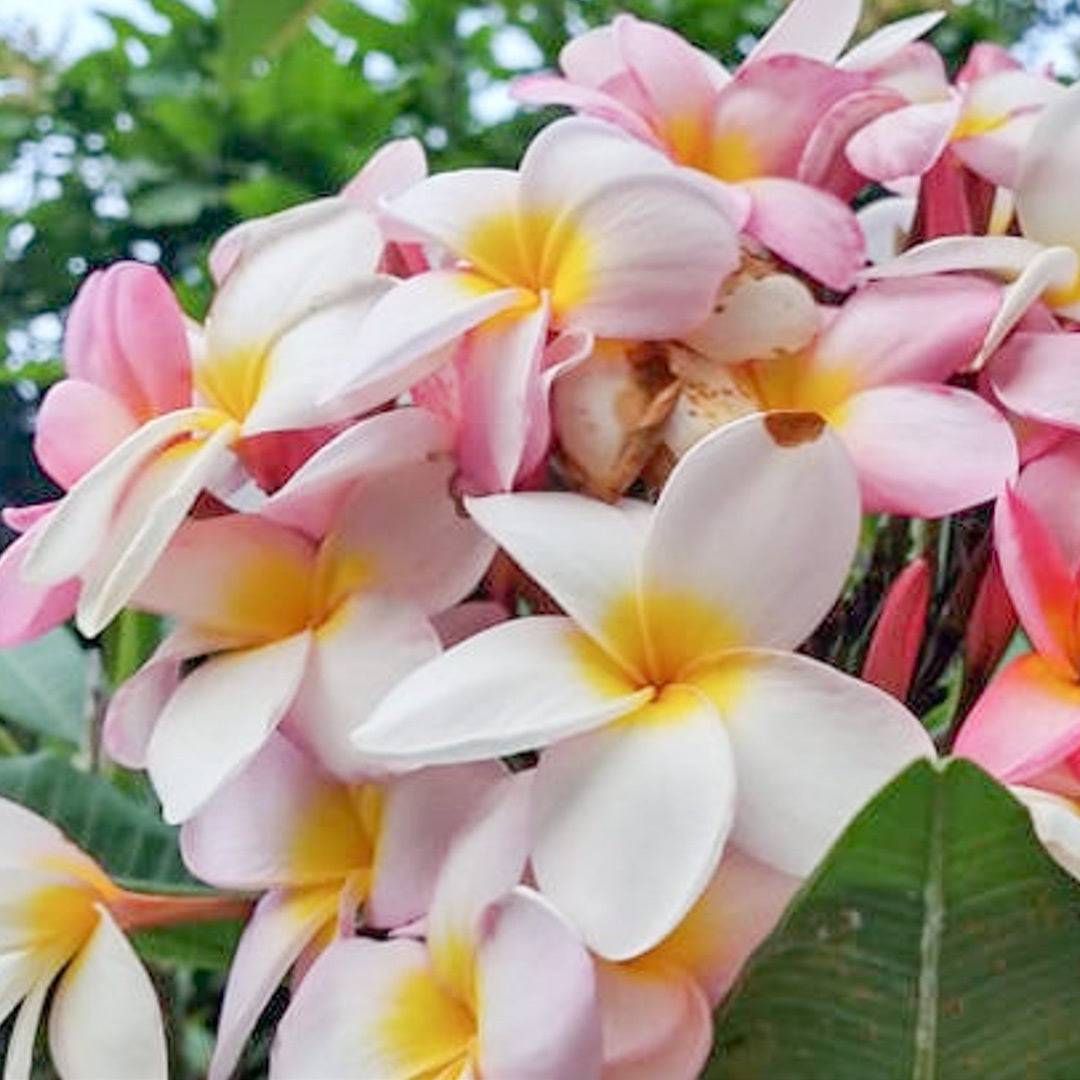 Plumeria BUA CHOMPHU