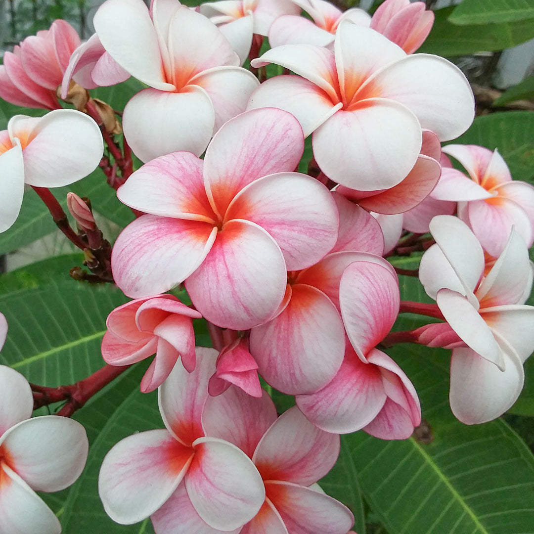 Plumeria CHERRY PINK