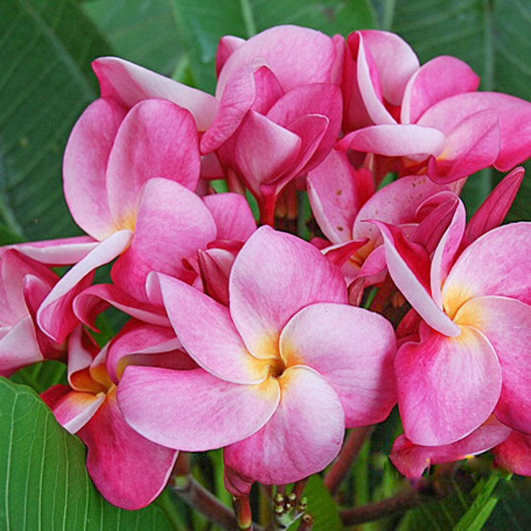 Plumeria CHOMPHU BANNAKAN