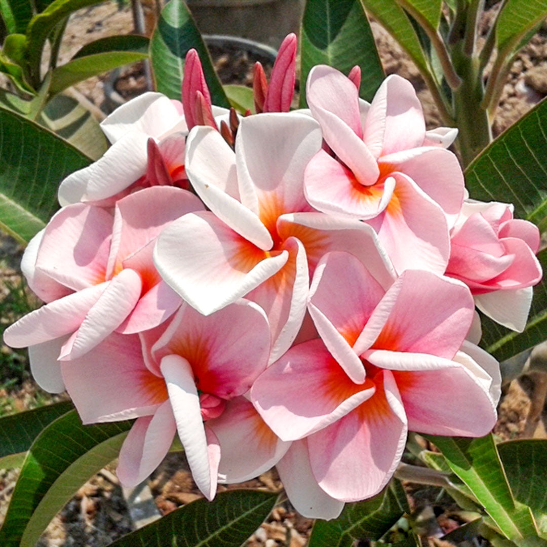 Plumeria CHOMPHU ORATHAI