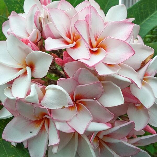 Plumeria DIAMOND