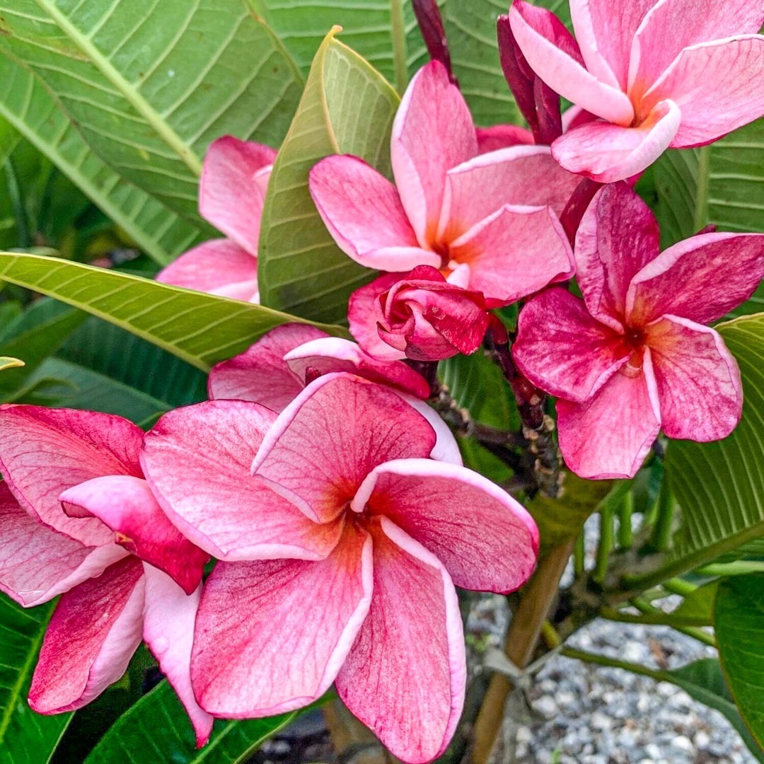 Plumeria GRED GAEW