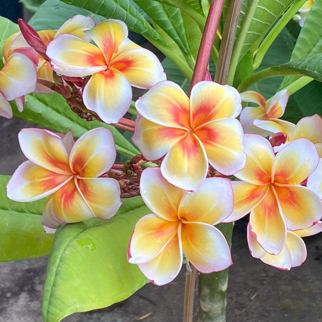 Plumeria KAM MAM