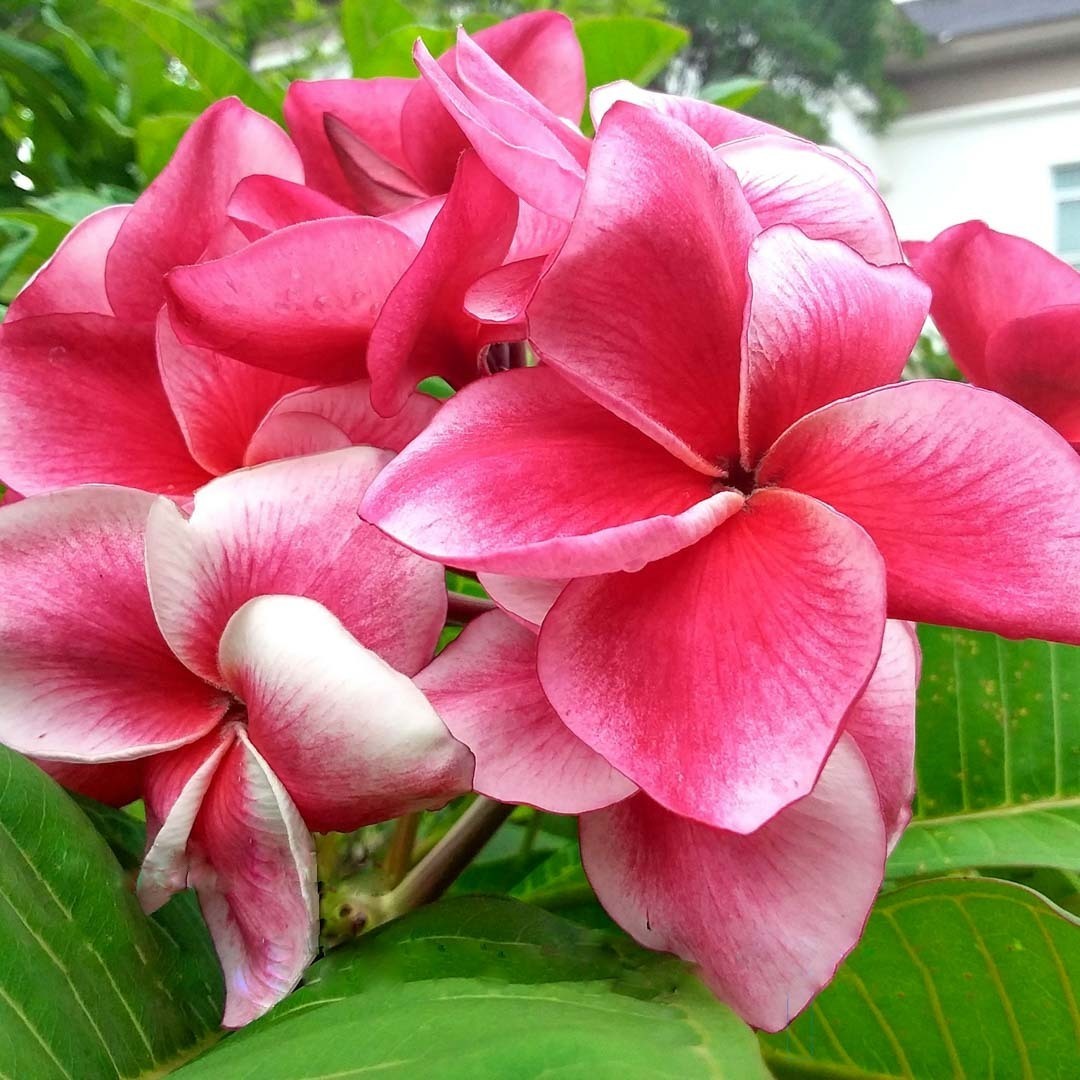 Plumeria KLED TABTIM