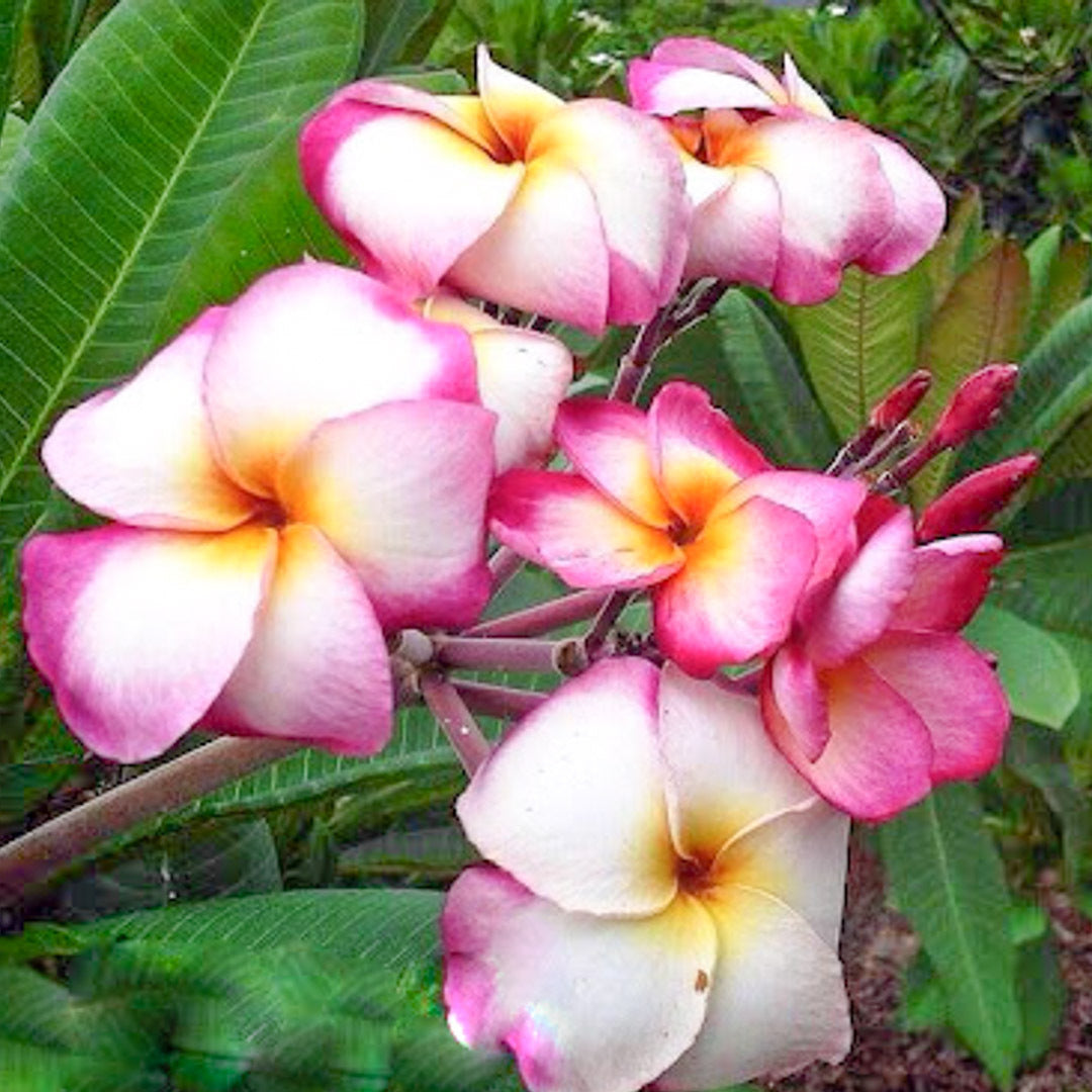 Plumeria MANEERAT
