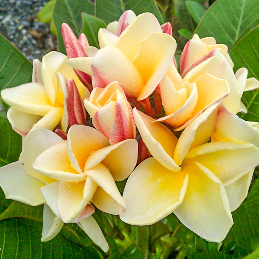 Plumeria MOONLIGHT