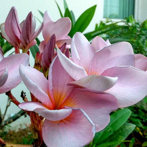 Plumeria MOUNG SEE FA