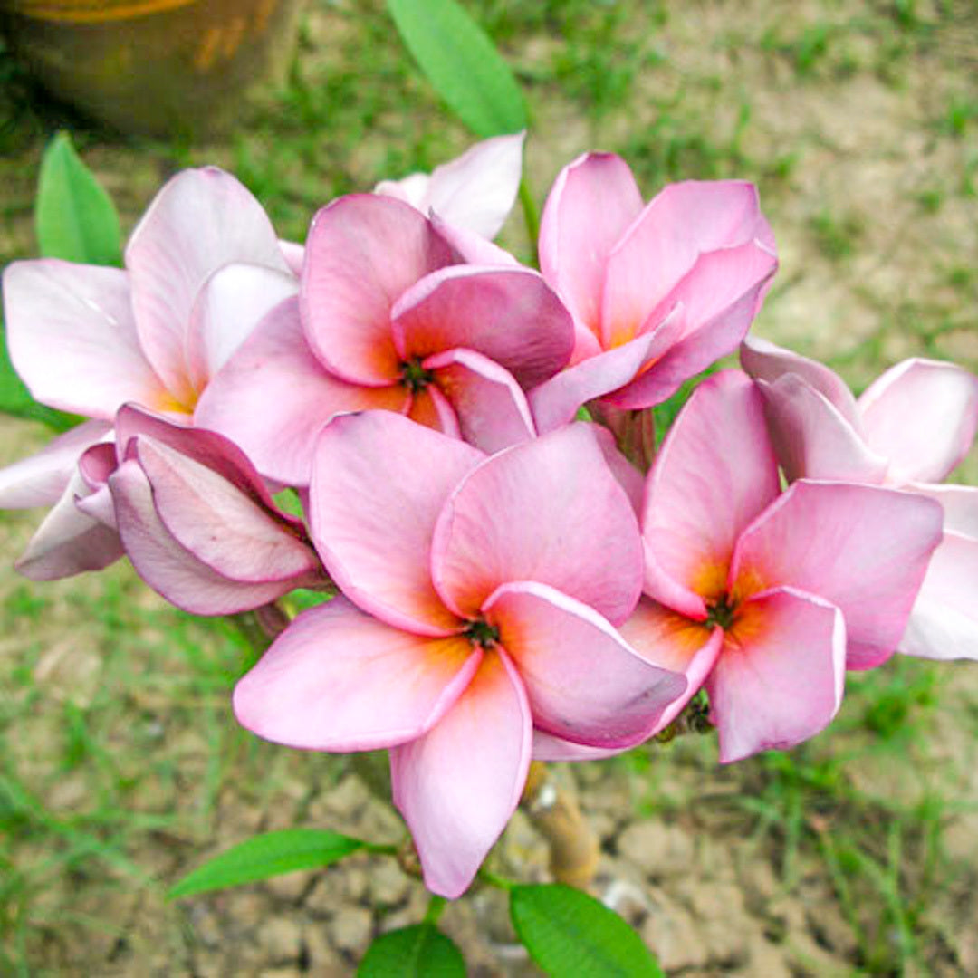 Plumeria MUANG TAWEEKOON