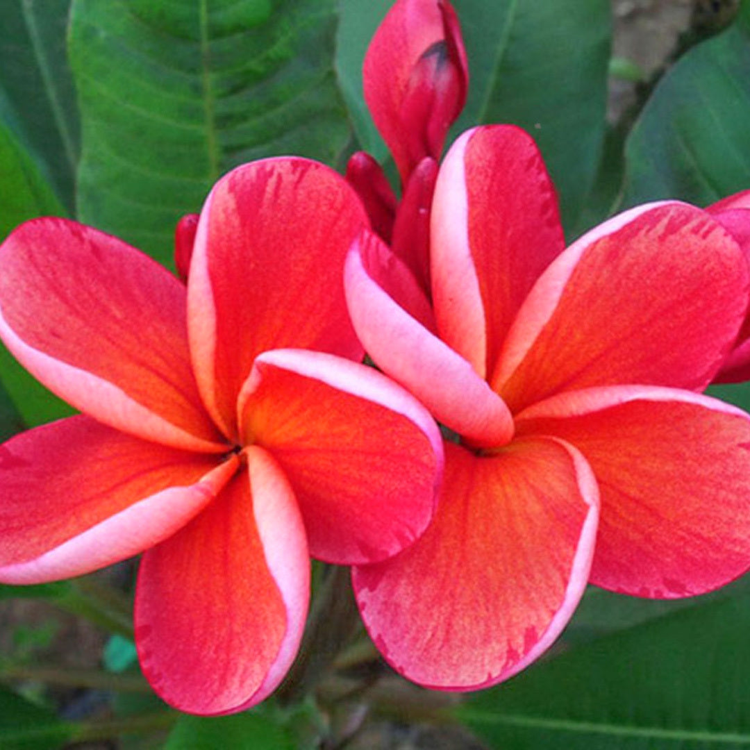 Plumeria P33 BLOOD ORANGE